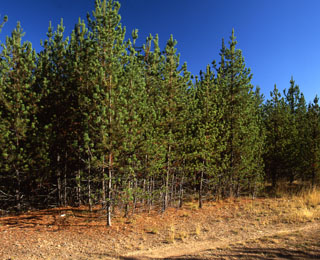 Lodgepole pine regeneration - Little Indian Cr 1994